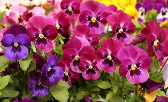 colorful winter pansies for dallas landscape