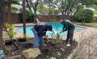 seasonal plant and mulching1