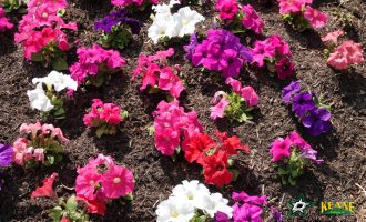spring-color-flower-bed-spring-color-dallas (1)