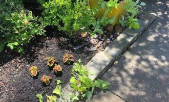 spring-flower-bed-installation