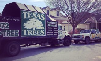 best tree care company in dallas