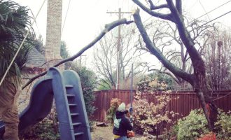 big tree removal service