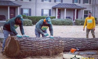 tree removal professionals in dallas removing big tree carefully and safely