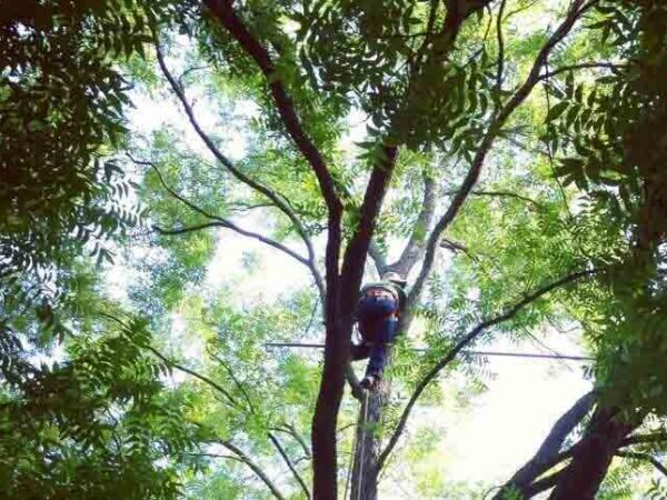 dallas arborist climbing trees