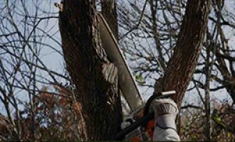 arborist working